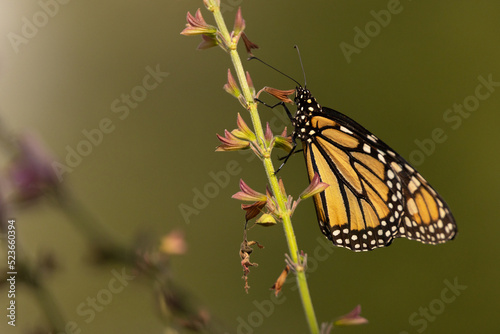 Monarch butterfly on flower stem