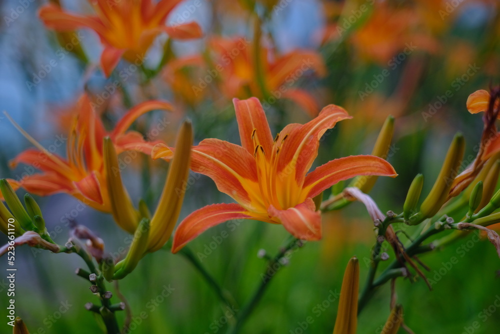 orange lily in the garden beautiful background flowers orange lily in the garden beautiful background flowers