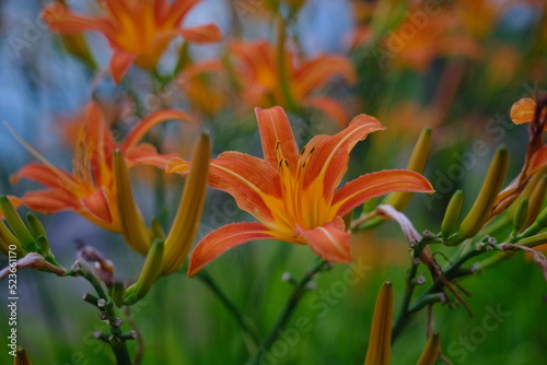 orange lily in the garden beautiful background flowers