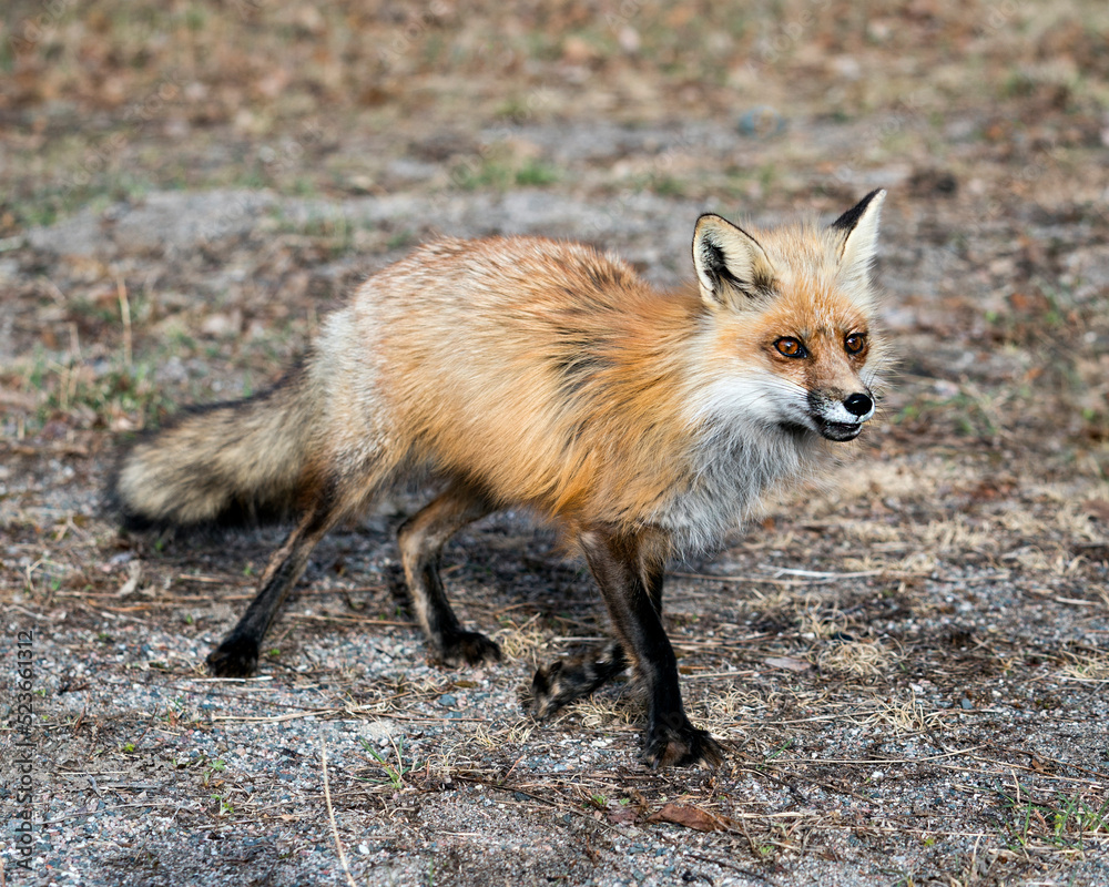 Red Fox Photo Stock. Fox Image. Springtime with blur background displaying fox tail, fur, in its environment and habitat. Picture. Portrait. Photo