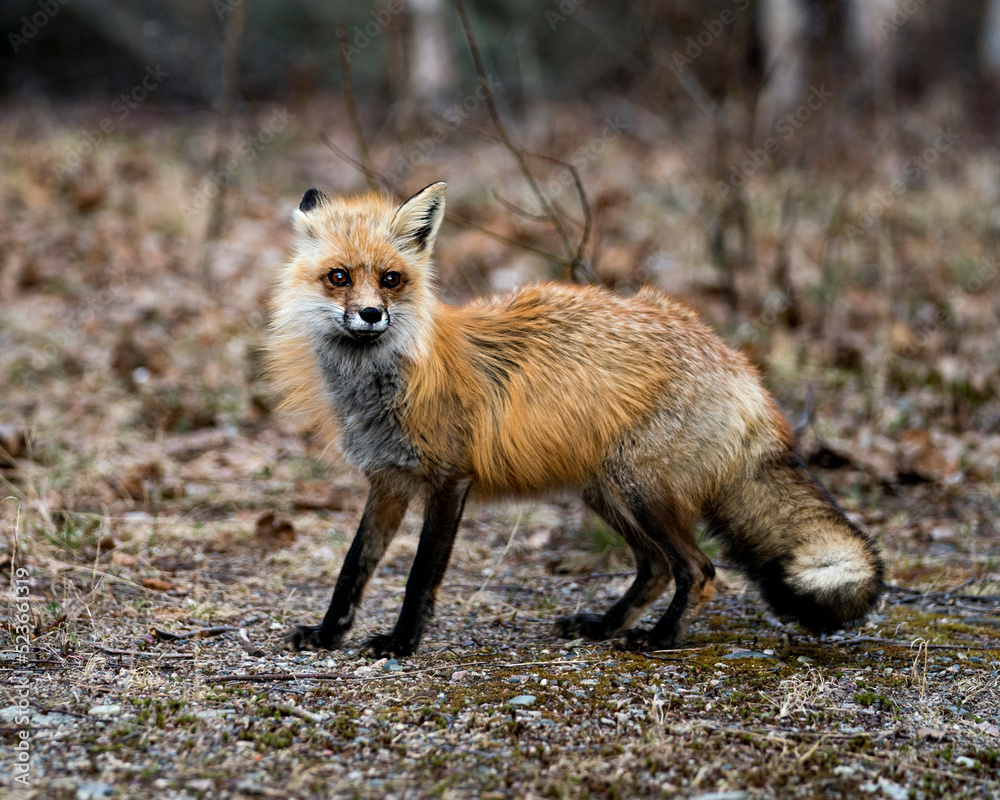 Red Fox Photo Stock. Fox Image. Springtime with blur background, displaying fox tail, fur, in its environment and habitat. Picture. Portrait. Photo