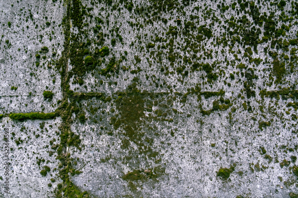 Fototapeta premium 苔壁
