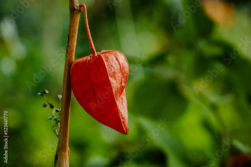 Red physalis alkekengi close-up. Exotic fruit on branch. Chinese lantern, Japanese lantern, ground berry. Authentic farm product. Medical plant for treatment of various diseases.