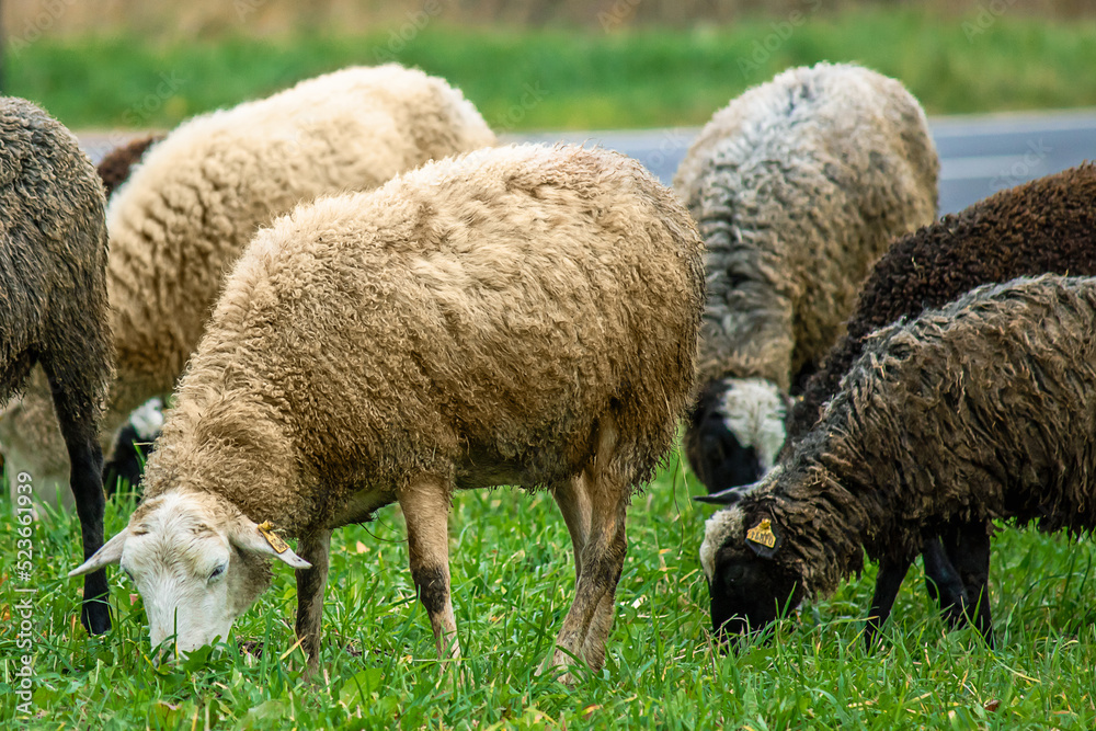 Domestic white and brown sheep eat green grass in meadow. Farm cattle graze on pasture. Rural life. Domestic white and brown sheep eat green grass in meadow. Farm cattle graze on pasture. Rural life.