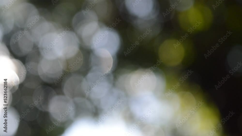 the beauty of the blur of sunlight under the tree