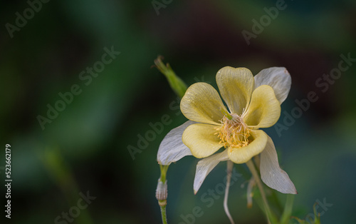 yellow flower in the garden