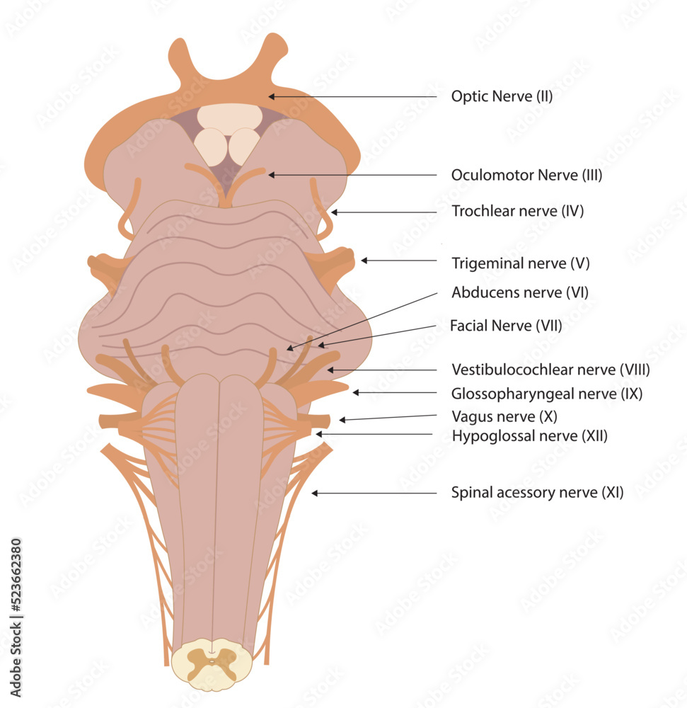 Brainstem illustration with the nerves names. Ventral view of ...