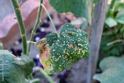 Hollyhock leaves diseases. Diseases in the plant. Fungal, Aphids, mildew plant, mold. photo