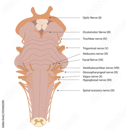 Brainstem illustration with the nerves names. Ventral view of brainstrem. 
