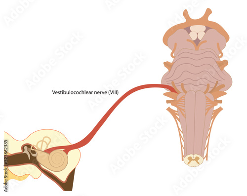 Vestibulocochlear nerve illustration. Connection of the ear to brainstrem with nerve number VIII. Ventral view of brainstrem.  photo