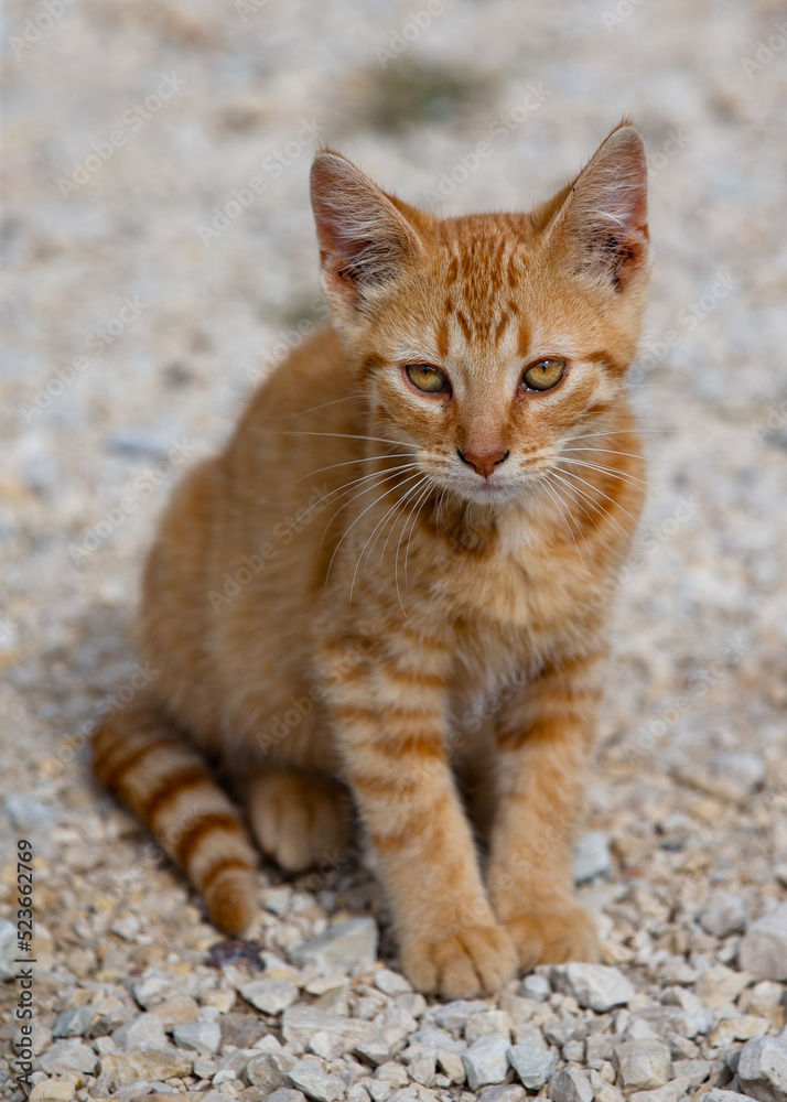 Cute ginger tabby cat/kitten sitting looking beyond the camera