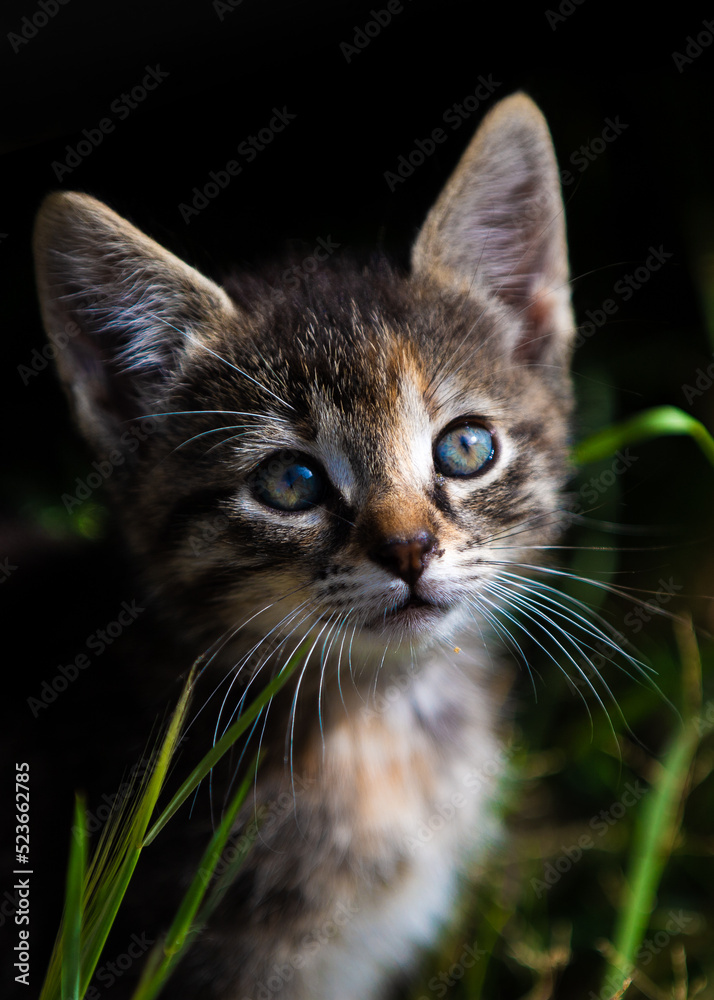 Tabby cat/kitten sitting staring at the camera with gorgeous eyes