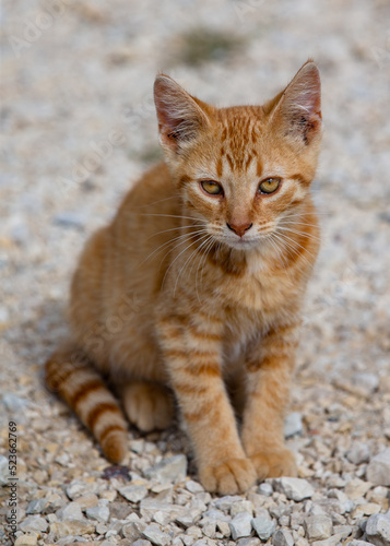 Cute ginger tabby cat/kitten sitting looking beyond the camera © Steve