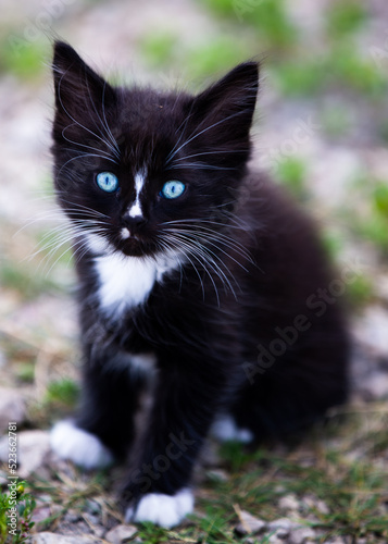 Cute black cat/kitten looking at the camera with gorgeous blue eyes