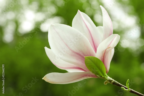 Fototapeta Naklejka Na Ścianę i Meble -  Magnolia tree with beautiful flower on blurred background, closeup
