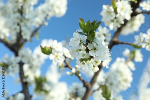 Blossoming spring tree against blue sky, closeup
