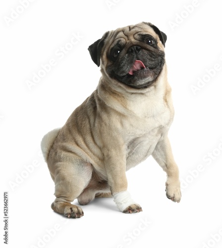 Cute pug dog with paw wrapped in medical bandage on white background