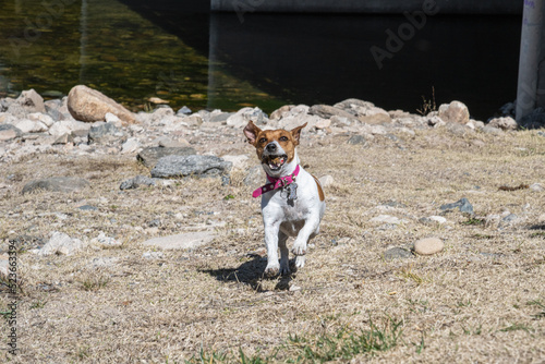 jack russell terrier running