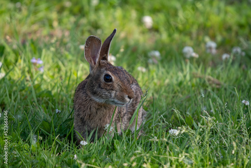 rabbit in the grass