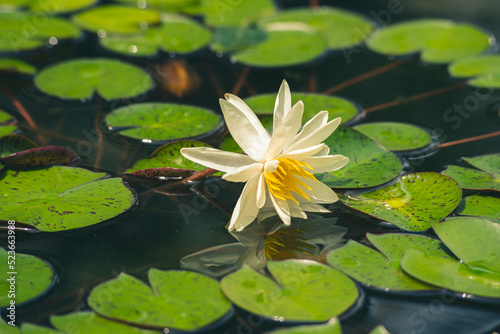 Water lilies on a pond