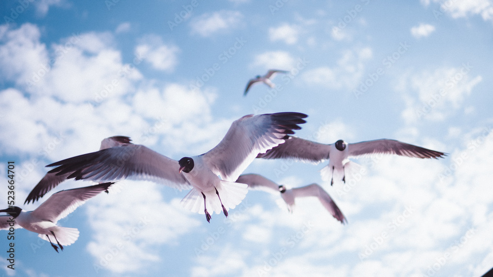 Obraz premium seagulls in flight