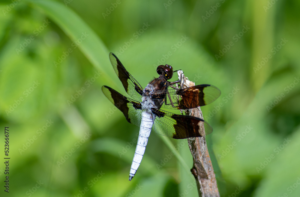 Fototapeta premium dragonfly on a branch