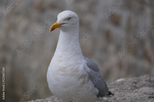 Feathers of the Isles: Graceful English Seagull © James Brown