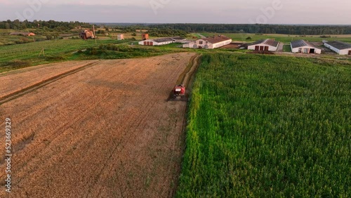 Combine Harvester on Wheat harwesting in field at farm. Farm buildings with cows, aerial view. Cowshed near agriculture field. Wheat import, maize (corn). Crop prices in food crisis.  photo