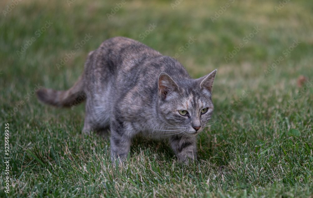 Obraz premium cat in the grass