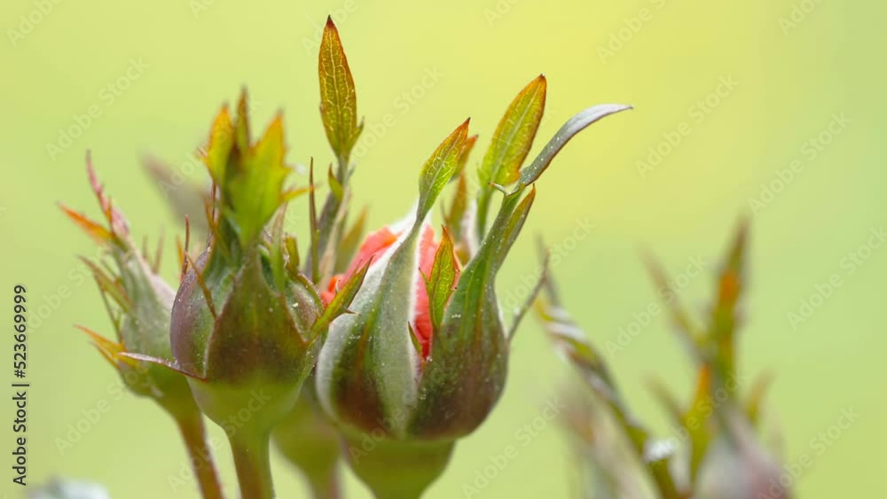 Two small budding flowers of the rose plant in the garden on a closer look in Estonia Two small budding flowers of the rose plant in the garden on a closer look in Estonia