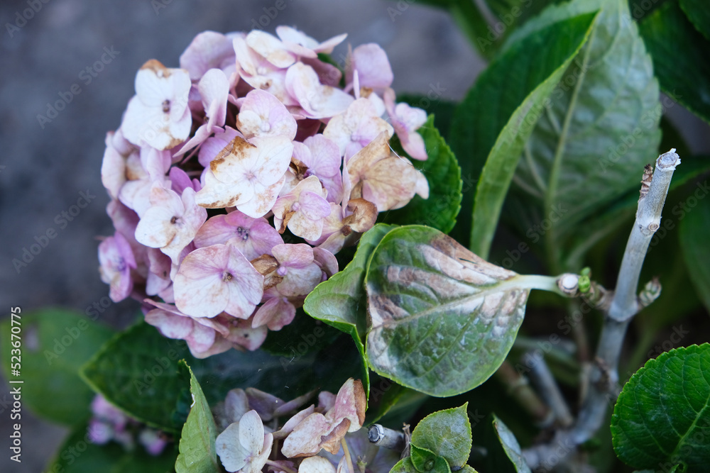 Hydrangea, Flower rotten on the tree. Flower rotten on the tree