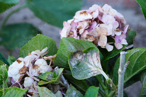 Hydrangea, Flower rotten on the tree. Flower rotten on the tree. Diseases in the plant. Fungal, Aphids, mildew plant, mold. photo