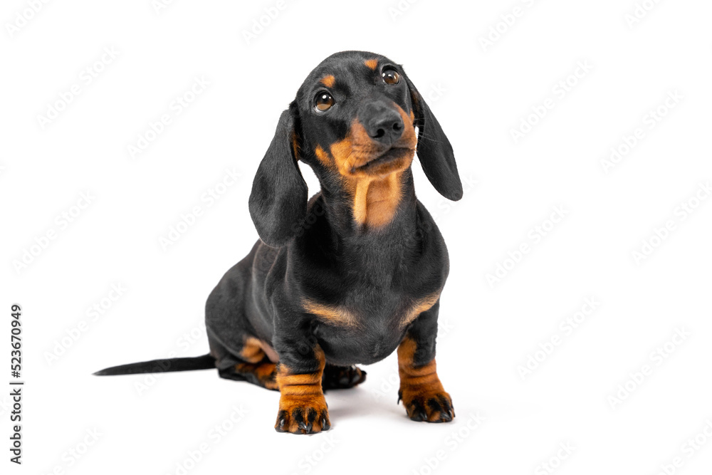 Little baby puppy sits on its hind legs, faithfully looking up at its owner. Tiny half-turned dog looks touchingly at the trainer. Boundless love for pets in one glance. Isolated on white background 