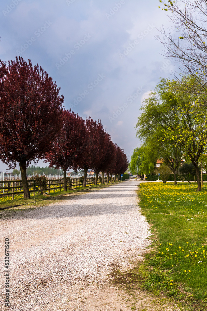 Trees with red leaves and a path near Meolo Town, Veneto, Italy