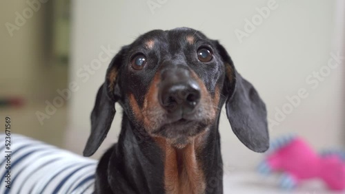 Portrait of nervous dachshund dog, who barks and shakes plaintively because it is afraid or worried. Cute pet tries to attract attention of the owner or greets someone photo