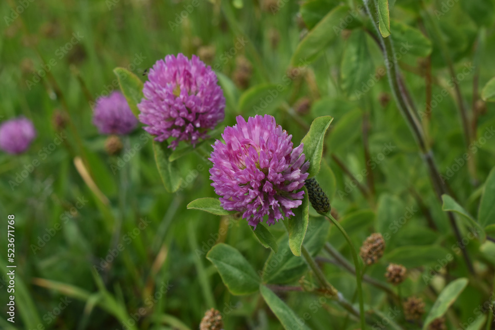 The beautiful pink ball flowers on the plain green field in Sapporo Japan The beautiful pink ball flowers on the plain green field in Sapporo Japan
