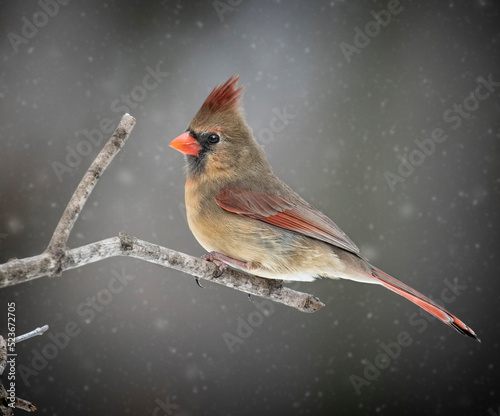 Female Northern Cardinal in Snow © ed
