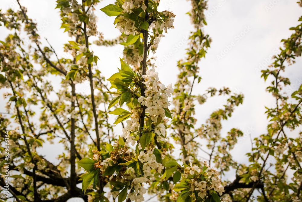 Obraz premium Branches with yellow flowers against the sky near Meolo Town, Veneto, Italy.