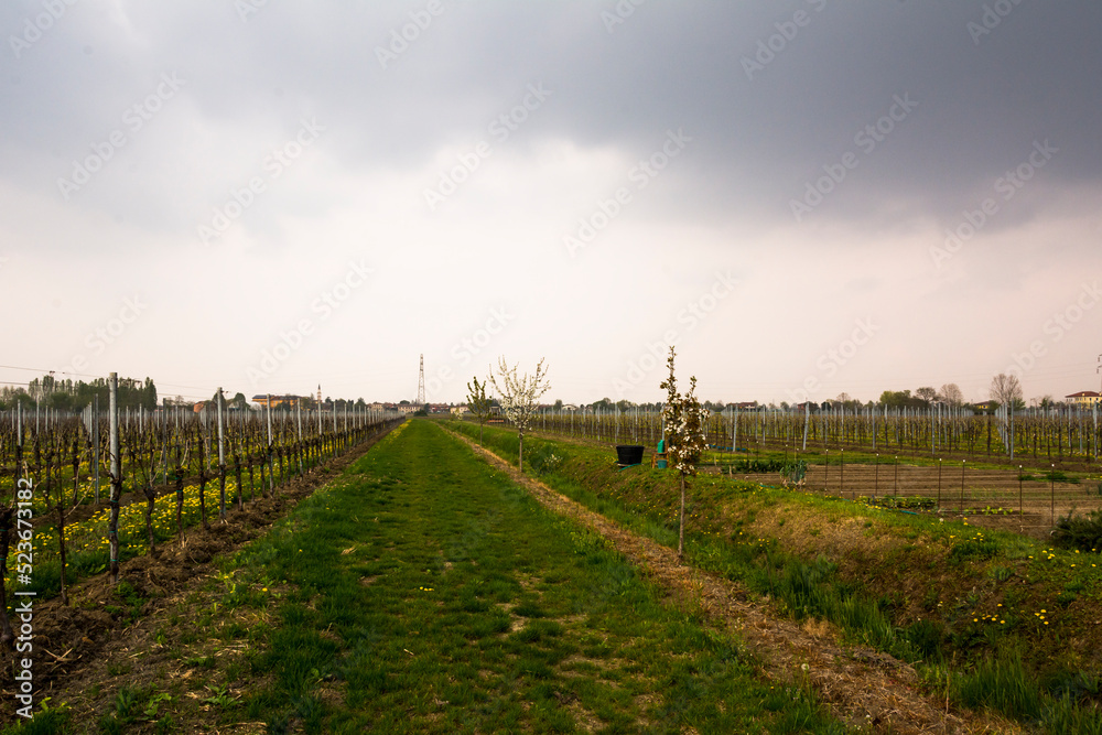 Landscape at rural side with vineyard and grass near Meolo Town, Veneto, Italy.