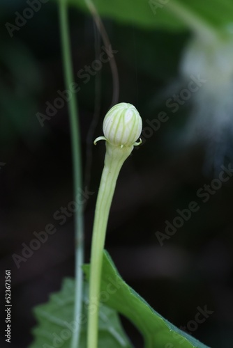 Japanese snake gourd flowers. Cucurbitaceae perenniial vine. Blooms from July to September. It blooms from sunset to night to attract moths for pollination. photo