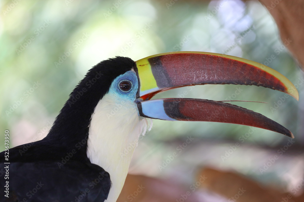 Fototapeta premium The toco toucan bird on the wood