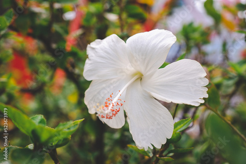 Hibiscus rosa-sinensis, known colloquially as Chinese hibiscus, China rose, Hawaiian hibiscus, rose mallow and shoeblackplant, is a species of tropical hibiscus, a flowering plant in the Hibisceae photo