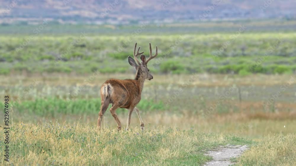 Mule deer buck in velvet running through field in slow motion in the Utah wilderness. Mule deer buck in velvet running through field in slow motion in the Utah wilderness.