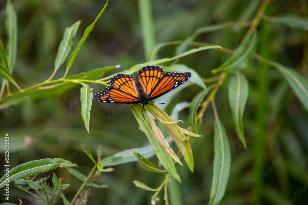 A monarch butterfly along a boardwalk trail through a marsh in Ontario. A monarch butterfly along a boardwalk trail through a marsh in Ontario.