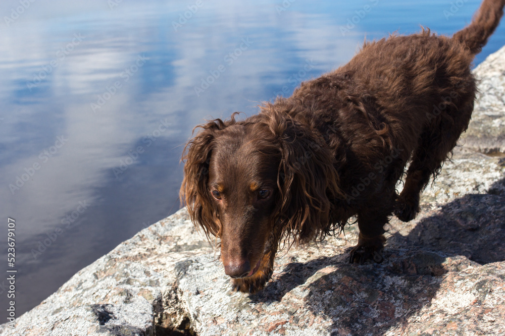 Brown long haired dachschund walking on rocks on lake Brown long haired dachschund walking on rocks on lake