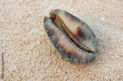 A cowrie seashell sitting on the sand.