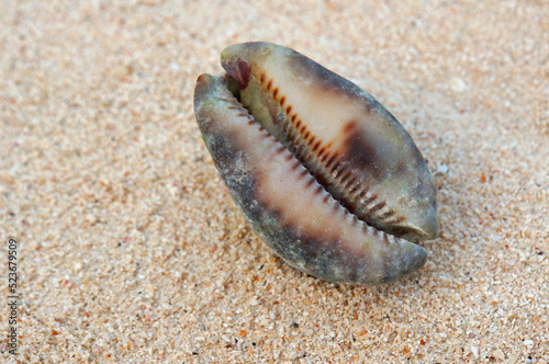 Fotografie A cowrie seashell sitting on the sand.