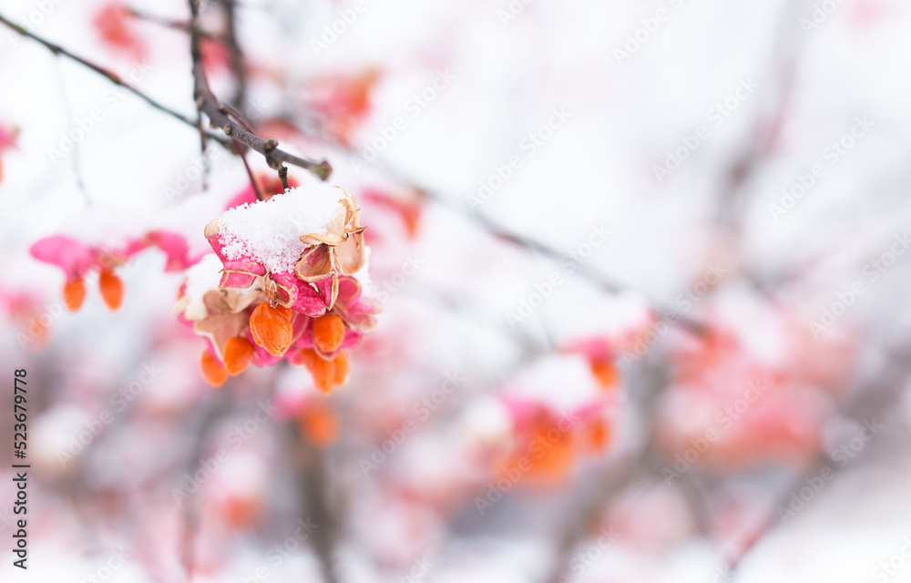 Pink orange spindle tree seed pods with first snow Pink orange spindle tree seed pods with first snow