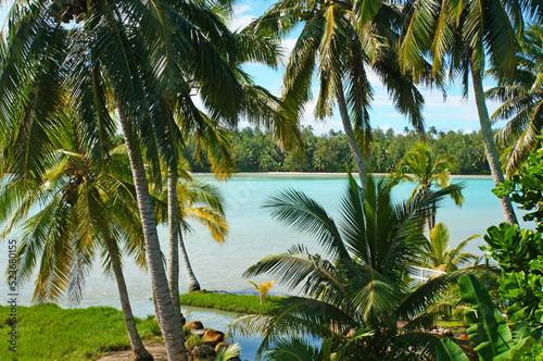 A view of the beautiful Rarotongan tropical lagoon through coconut palm trees.