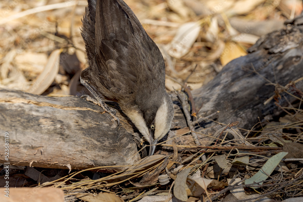 Grey-crowned Babbler in Northern Territory Australia